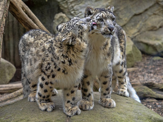 Female Snow leopard, Uncia ounce, with subadult chick