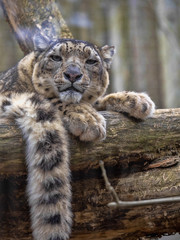 Portrait of sitting Female Snow Leopard, Uncia uncia