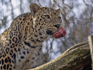 Persian Leopard male, Panthera pardus saxicolor, with a piece of goat prey
