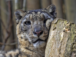Portrait of sitting Female Snow Leopard, Uncia uncia