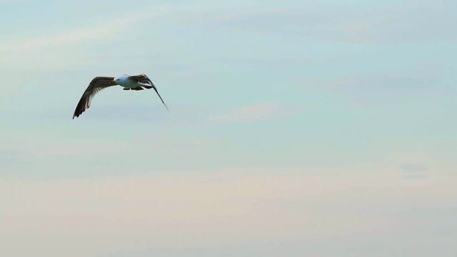 An adult seagull with huge white and black wings flies high on the background of blue sky. Close-up. Aerial view.