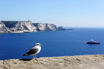 Fototapeta na wymiar Gull from the white rocks of Corsica.