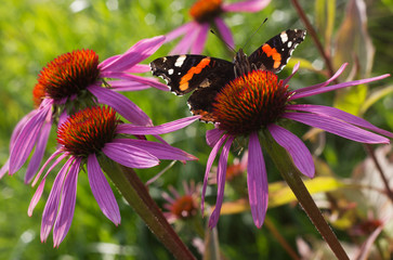 Butterfly sitting on a flower closeup