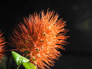 Flower, thailand powderpuff