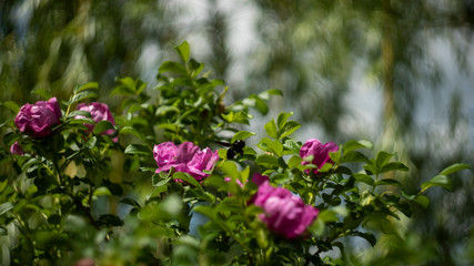 flowers in the garden