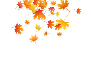 Maple leaves vector background, autumn foliage on white graphic design.