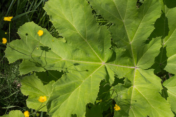 Plant is Hogweed on the background
