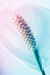 White  Spathiphyllum   Nature background