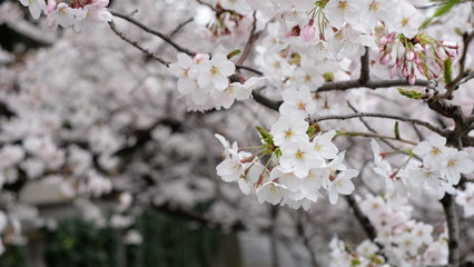 桜