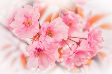 Obrazy na Szkle  Piękny sakura różowy kwiat wiśni tło. Szablon karty z pozdrowieniami. Płytka głębokość. Delikatny pastelowy stonowany. Wiosna natura