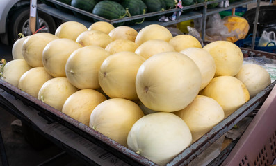 Lots of ripe yellow melons, cantaloupe