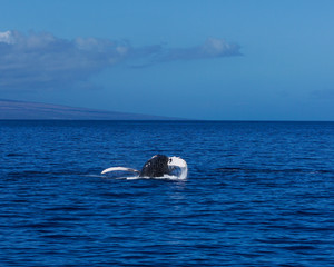 Whale jumping out of the ocean off the coast of maui hawaii.