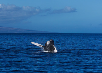 Fototapeta premium Humpback whale breaching and jumping in the Pacific Ocean off the coast of Maui, Hawaii.