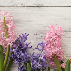 multicolored fragrant hyacinth on square white background