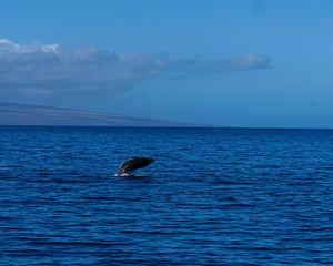 Fototapeta premium Baby Humpback whale happily breaching and jumping out of the ocean on a beautiful sunny January day.