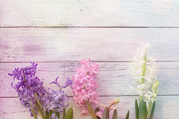 multicolored fragrant hyacinth on white background with glare and bokeh