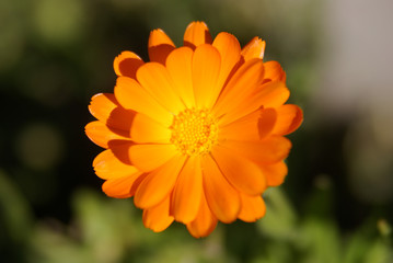 Orange Flower