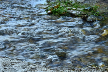 Stream in the forest