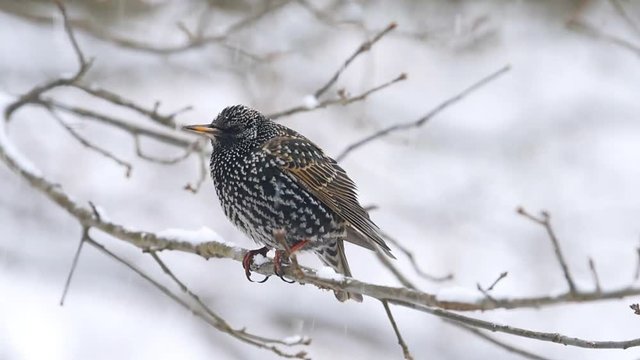 European starling spotted one bird sitting on oak bare tree branch during winter snow closeup in Virginia falling snowflakes in slow motion 