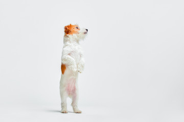 Little dog at studio looking up. Portrait pet. Puppy jack russel terrier