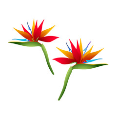 Colorful flowers with thin petals. Romance, celebration, botany. Can be used for topics like decoration, flora, art