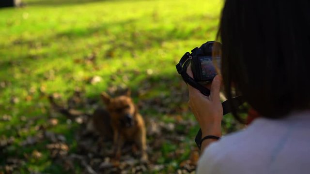 Young woman taking photo with digital camera of her dog in park