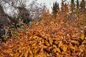 Orangen-Goldener Busch mit trockenen Blättern, Herbst 