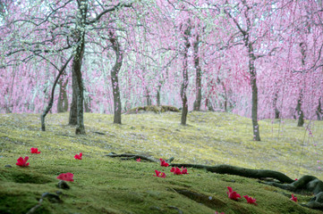 城南宮　梅と椿