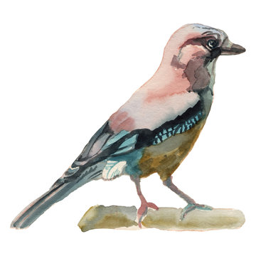 Eurasian jay. Watercolor hand painted drawing of bird.