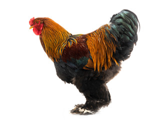 rooster Brahma isolated