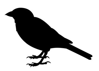 a sparrow body silhouette vector