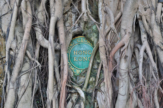 Roots  Wall At King George V Memorial Park