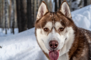 Siberian husky dog portrait on winter snowy background. Front view. Copy space.