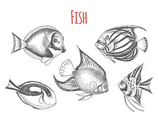 Vector hand drawn sketch Card with aquarium fish. Discus, Scalaria, Zanclidae, Paracanthurus hepatus.