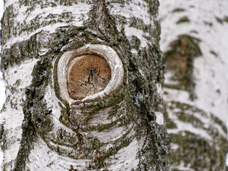 birch tree trunk with a knot and white bark.