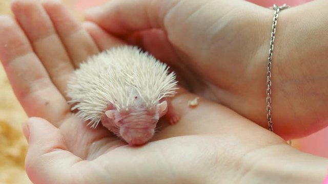 Girl holding a newborn hedgehog in her hands. Blind hedgehog cub on palms