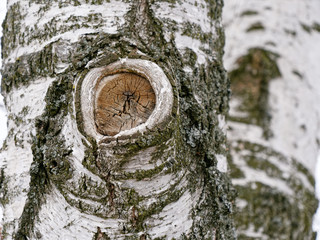 birch tree trunk with a knot and white bark.