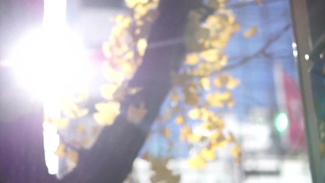 Blur gingko yellow autumn leaves and sun ray in urban city scene