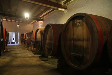 Vineyard, close to Colonia, Uruguay