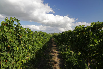 Obraz premium Vineyard close to Colonia, Uruguay