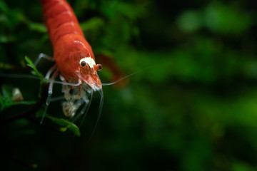 Close up of super crystal red freshwater pet shrimp 