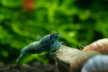 Blue bold freshwater aquarium shrimp eating commercial food in planted aquarium with aquatic moss in the background