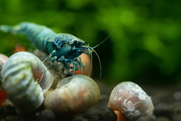 Close up of blue bolt freshwater pet shrimp sharing commercial food pellet with ramshorn...