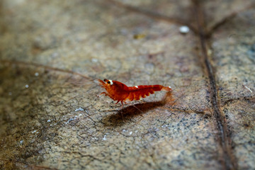 Baby caridina shrimp (super crystal red) standing on indian almond leaf (catappa) in freshwater...