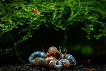 Group of freshwater snails (planorbidae) eating food while aquatic  shrimp is seen on xmas moss in planted aquarium