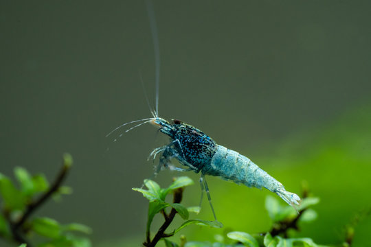 TaiTibee Steel Blue Shrimp standing on aquatic fern stem in freshwater aquarium