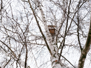 the beginning of spring. birdhouse high on birch.