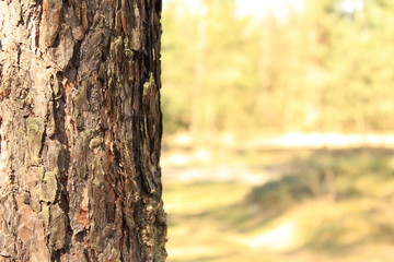 Obraz premium Drzewo