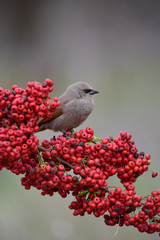 Bay winged Cowbird over red fruits, Patagonia Argentina