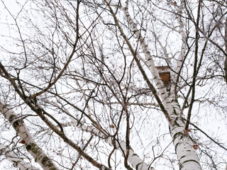 the beginning of spring. birdhouse high on birch.
